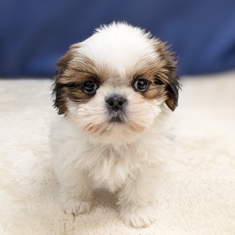 愛知県のシーズー (犬の家＆猫の里一宮店/2025年9月14日生まれ/女の子/ゴールドホワイト)の子犬の2枚目の画像