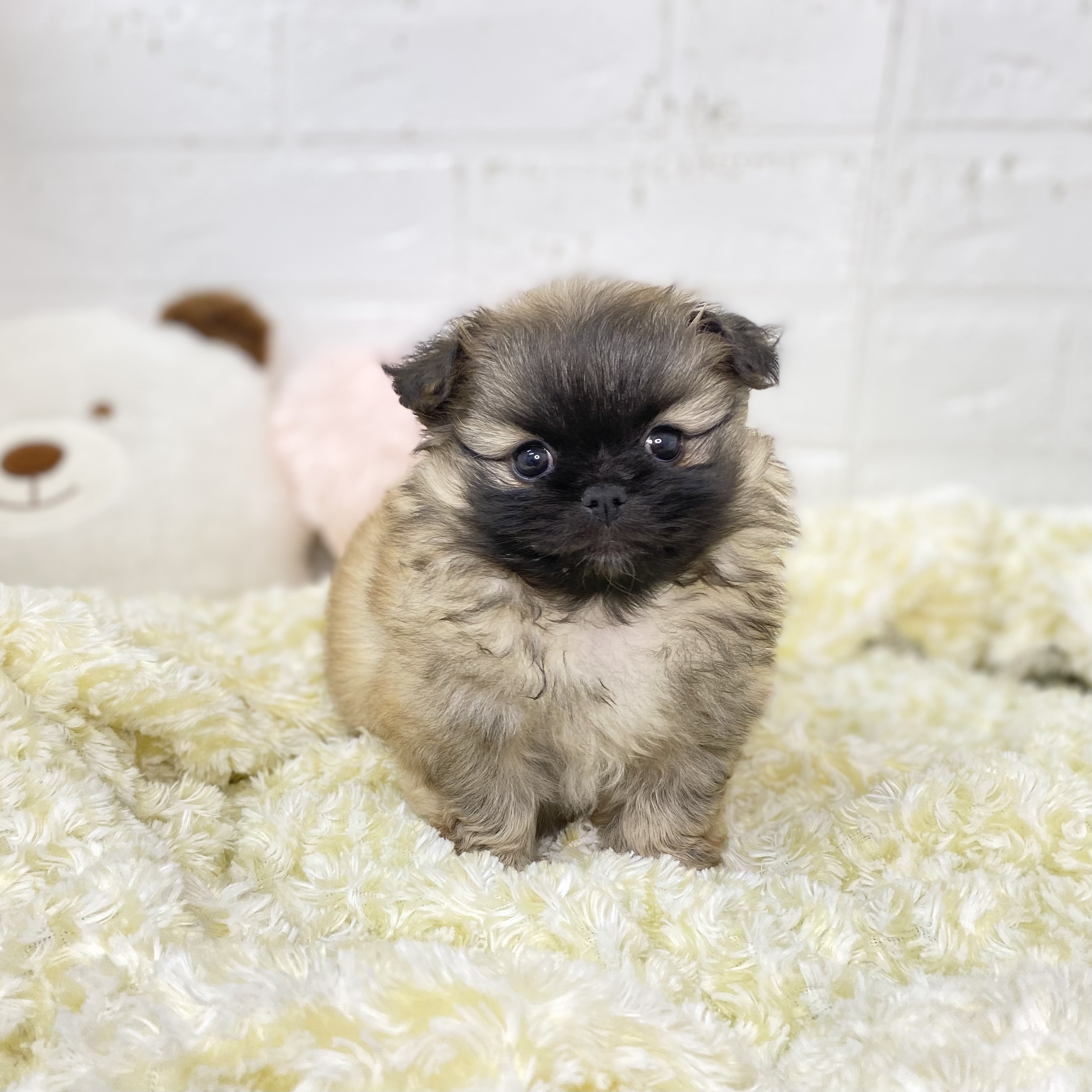 長野県のペキポメ/ポメペキ(ペキニーズ×ポメラニアン) (犬の家＆猫の里長野店/2025年9月21日生まれ/女の子/フォーン)の子犬の2枚目の画像