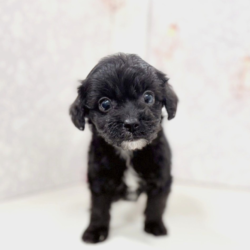 富山県のチワプー/プーチー(チワワ×プードル) (犬の家＆猫の里アミーゴ高岡蓮花寺店/2025年9月22日生まれ/男の子/ブラック)の子犬の2枚目の画像