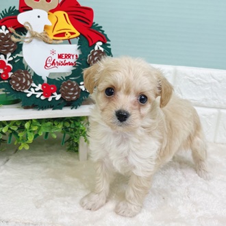 静岡県のチワプー/プーチー(チワワ×プードル) (犬の家＆猫の里マークイズ静岡店/2025年9月22日生まれ/男の子/クリーム)の子犬の1枚目の画像