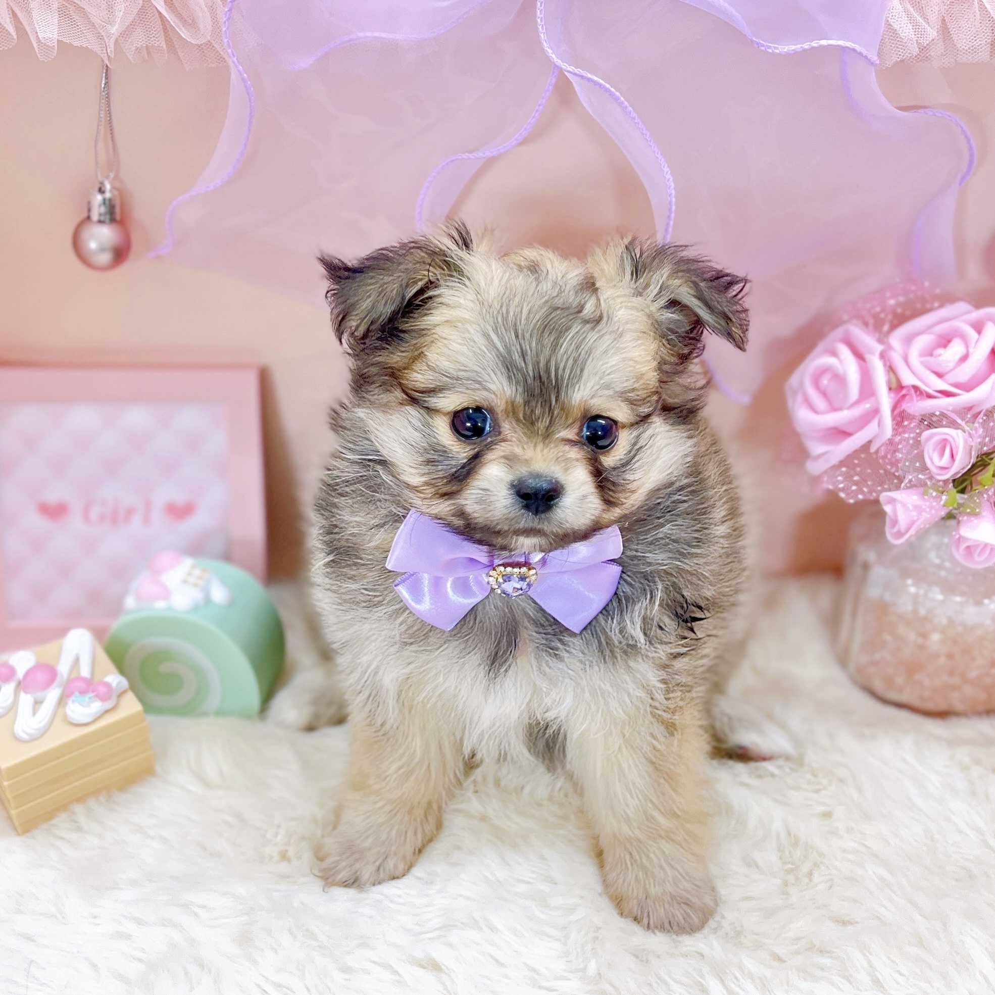 福井県のポメビション(ポメラニアン×ビションフリーゼ) (犬の家＆猫の里アミーゴ福井大和田店/2025年9月23日生まれ/女の子/オレンジ)の子犬の2枚目の画像