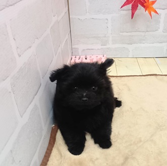 静岡県のポメマル/マルポメ(ポメラニアン×マルチーズ) (犬の家＆猫の里プレ葉ウォーク浜北店/2025年9月20日生まれ/女の子/ブラック)の子犬の1枚目の画像
