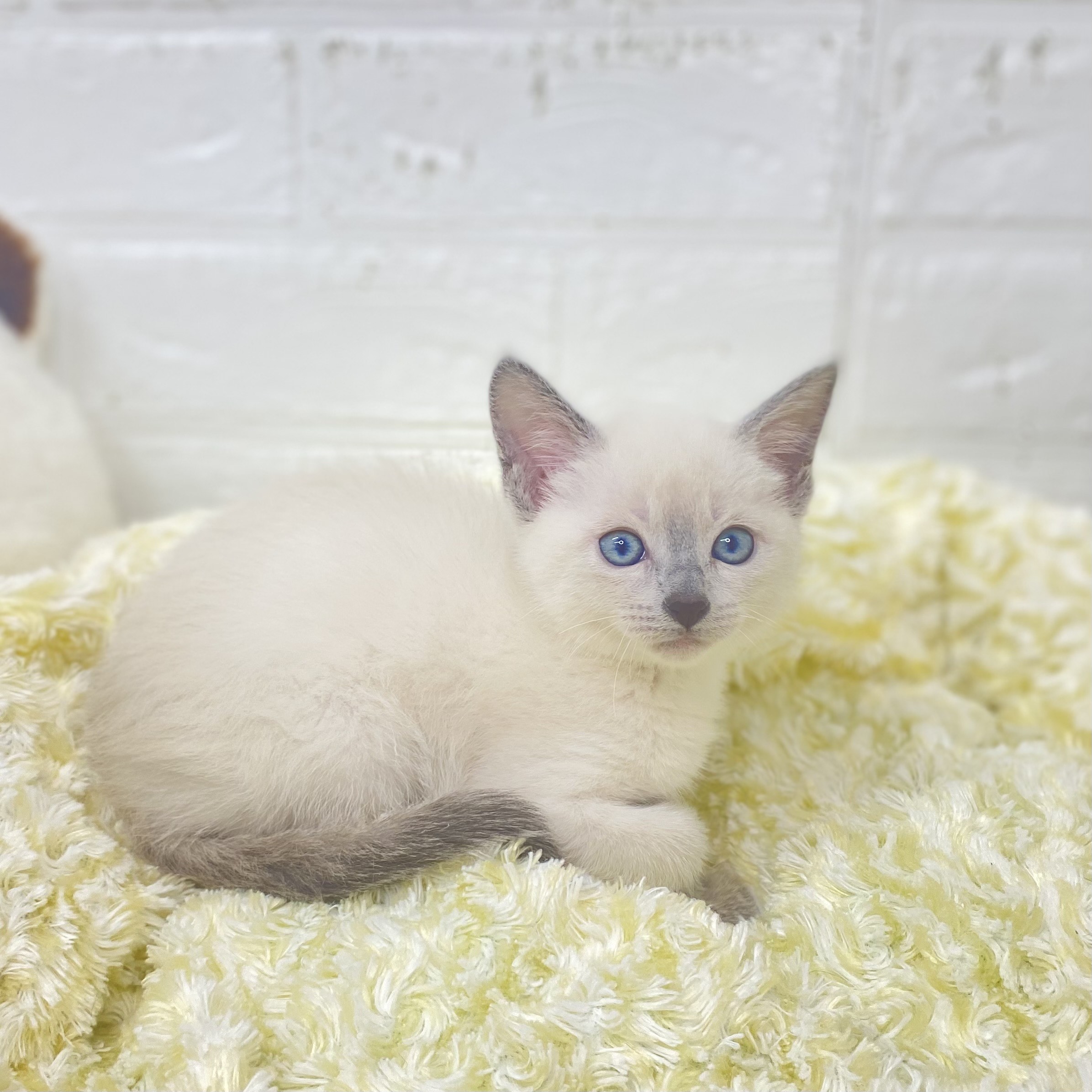 長野県のロシアンブルー (犬の家＆猫の里長野店/2025年9月22日生まれ/女の子/ブルーポイント)の子猫の2枚目の画像