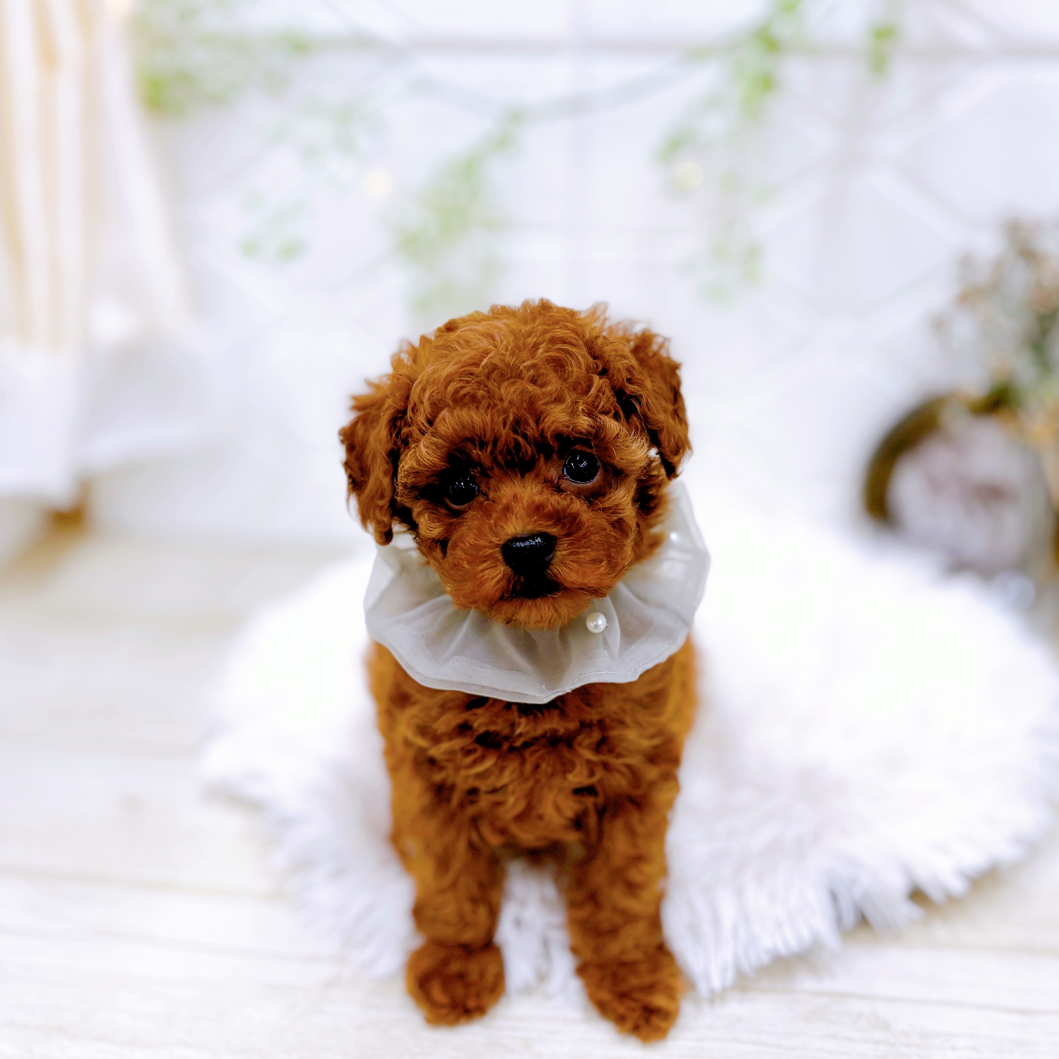 福井県のトイプードル(トイ) (犬の家＆猫の里アミーゴ福井店/2025年9月21日生まれ/男の子/レッド)の子犬