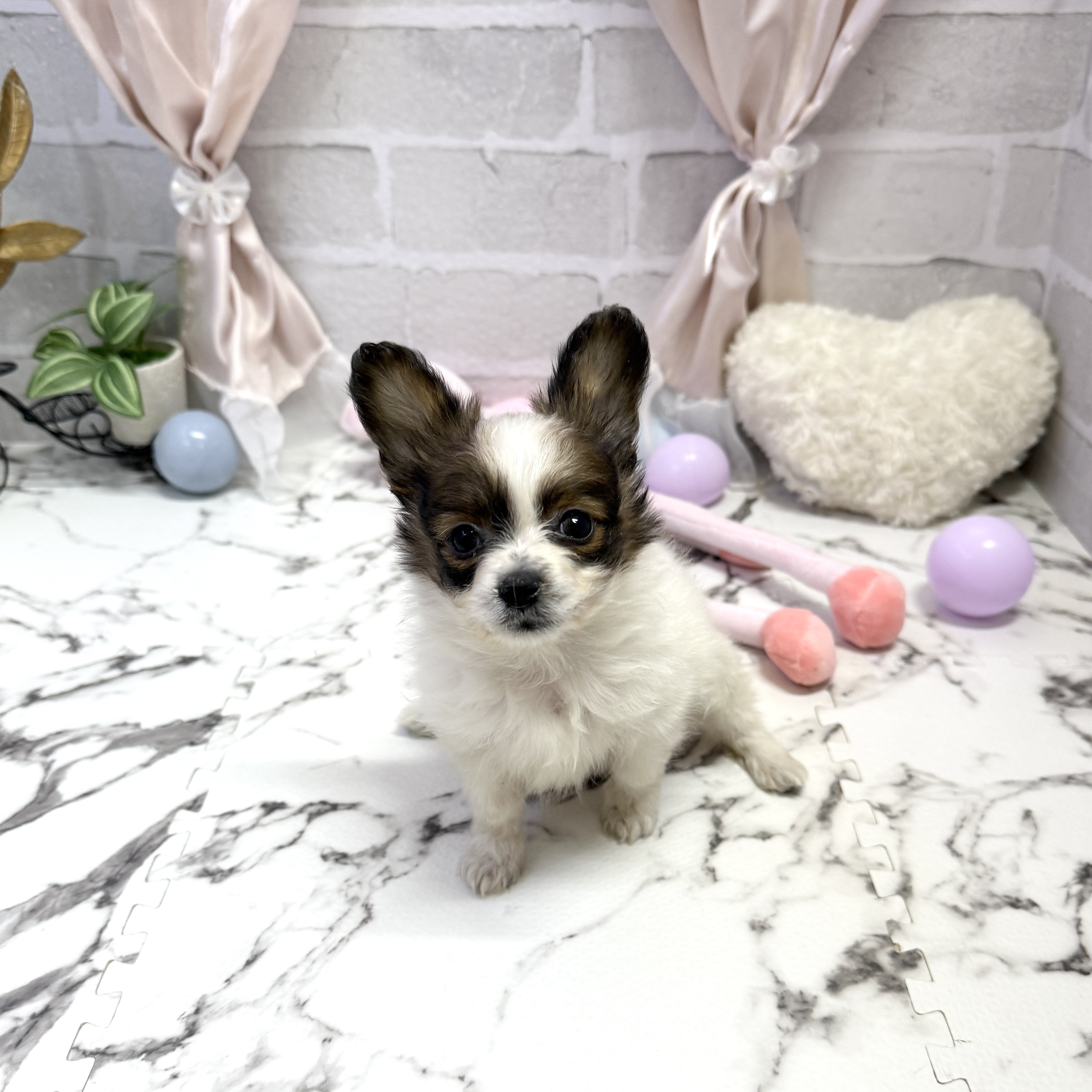 愛知県のパピヨン (犬の家＆猫の里岡崎店/2025年9月21日生まれ/女の子/ホワイトブラウン)の子犬の1枚目の画像