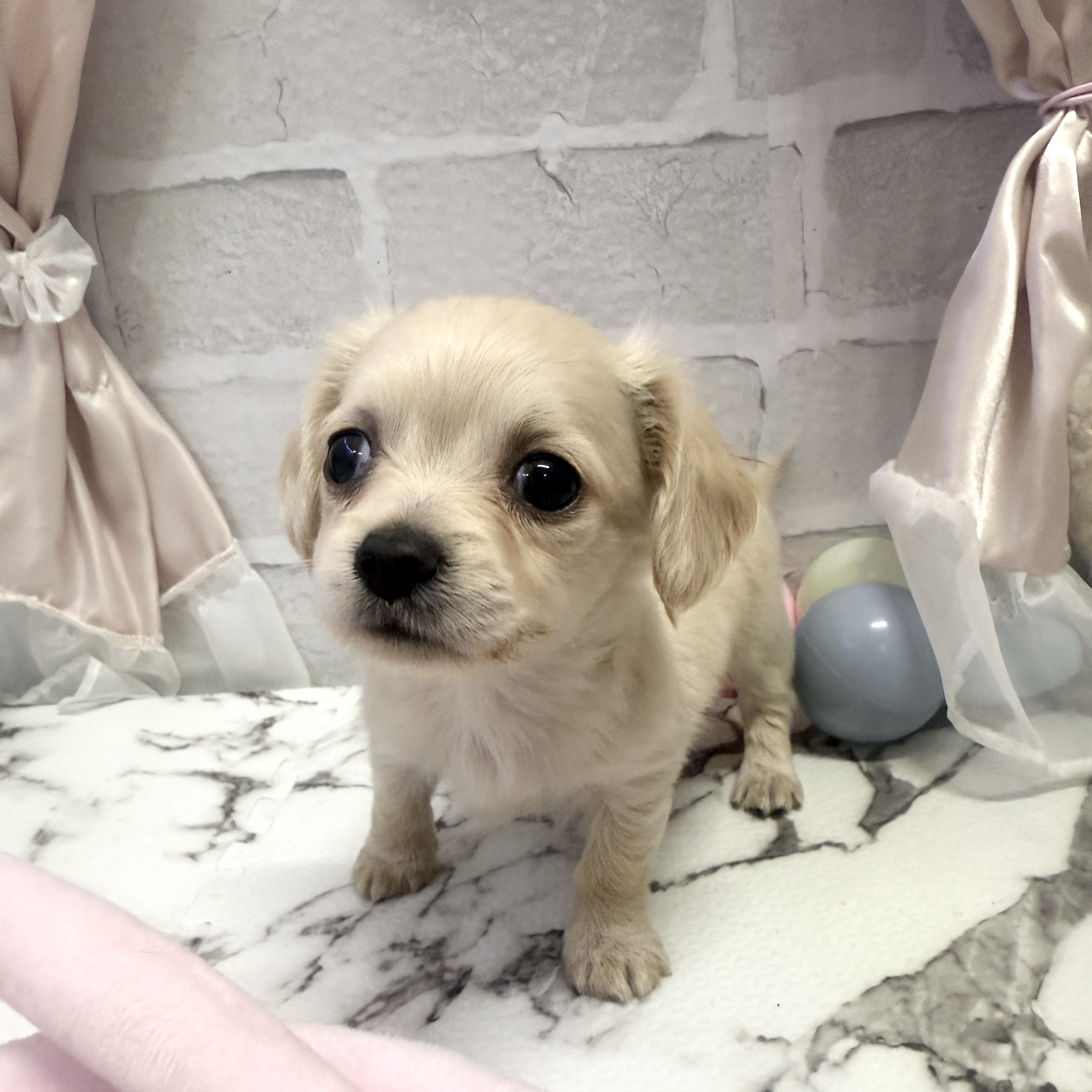 愛知県のチワックス(チワワ×ダックス) (犬の家＆猫の里岡崎店/2025年9月23日生まれ/男の子/クリーム)の子犬の2枚目の画像