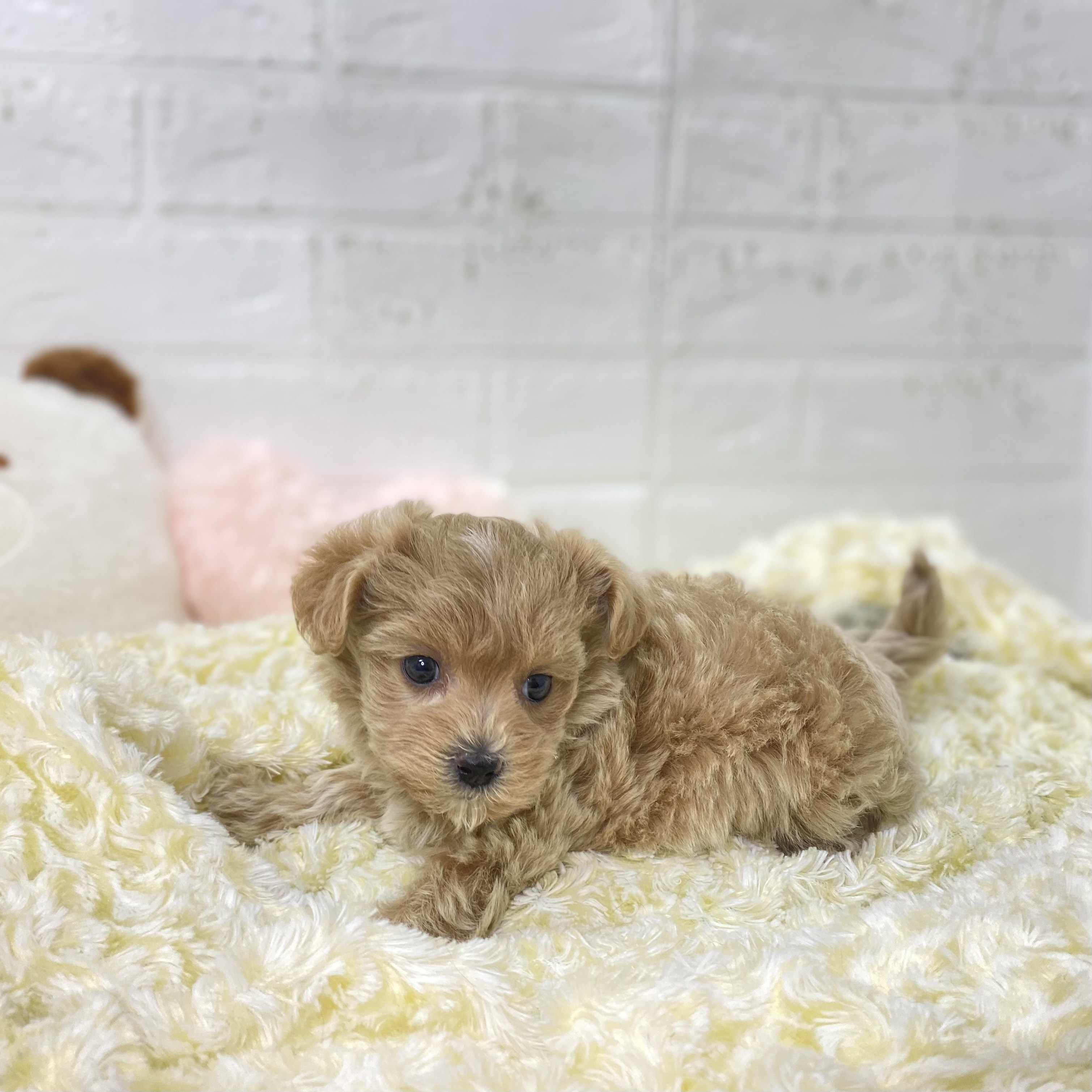 長野県のマルプー(マルチーズ×プードル) (犬の家＆猫の里長野店/2025年9月22日生まれ/女の子/アプリコット)の子犬の2枚目の画像