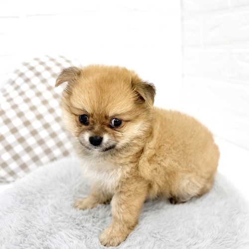 ハーフ犬男の子の写真