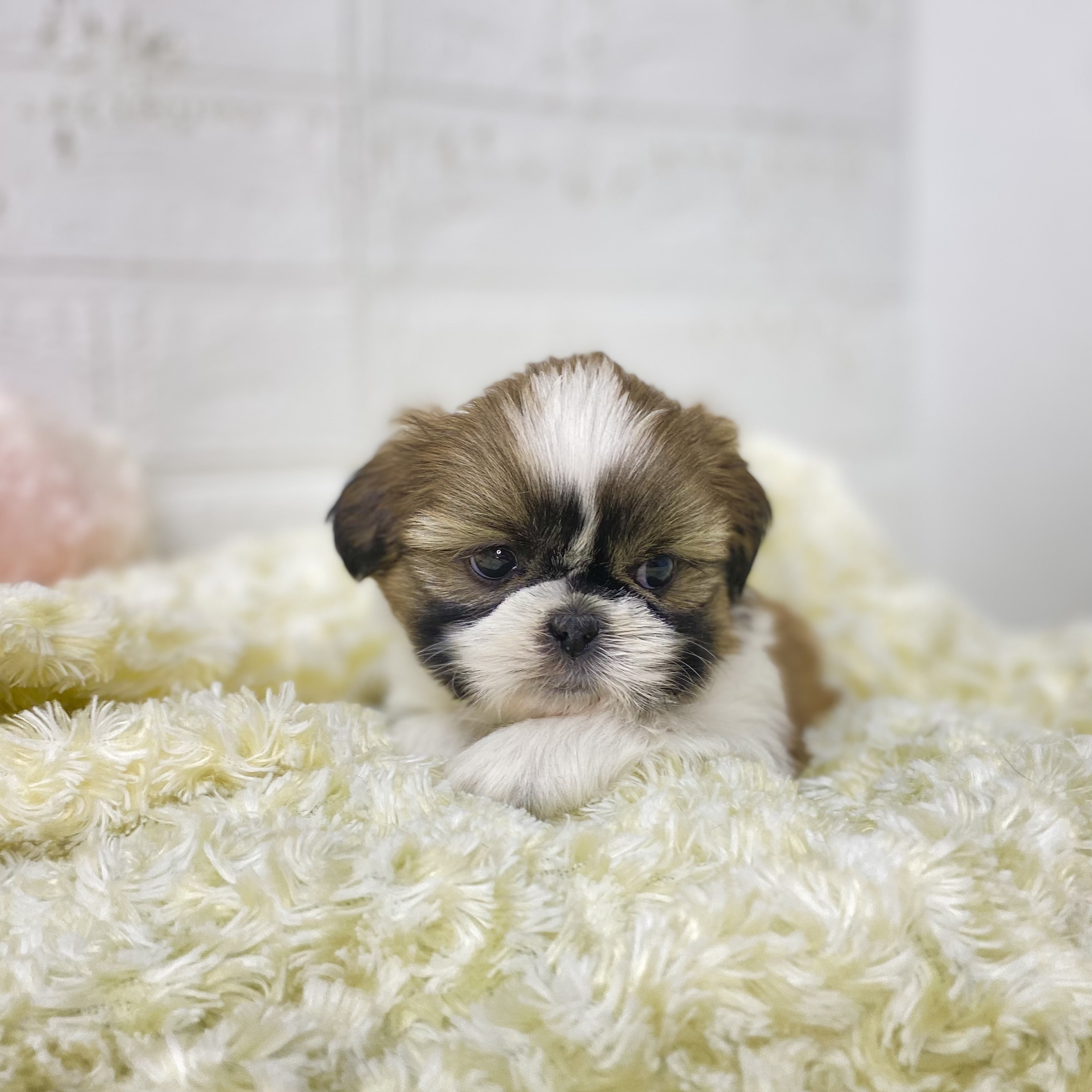 長野県のシーズー (犬の家＆猫の里長野店/2025年9月22日生まれ/女の子/ホワイトゴールド)の子犬の2枚目の画像