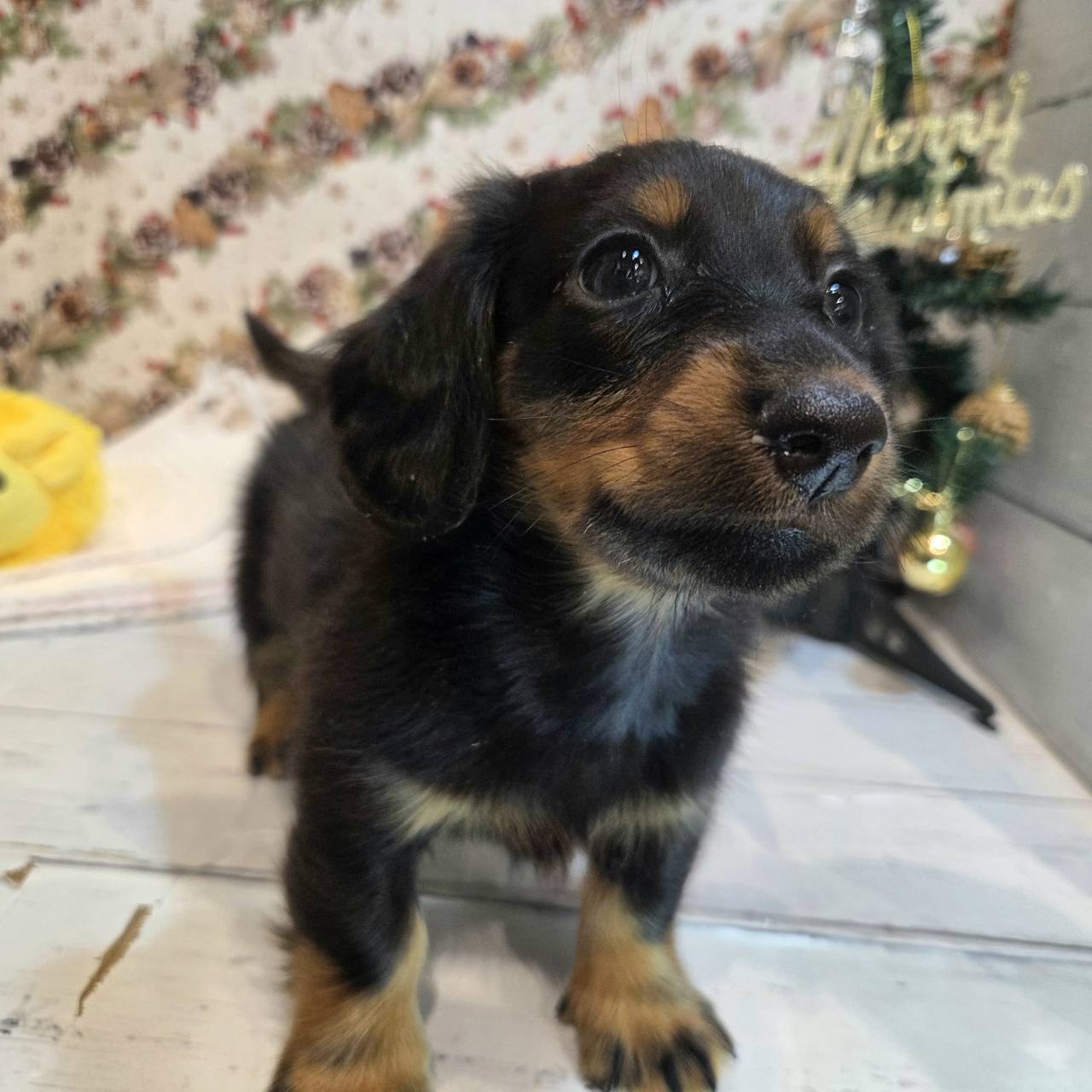 長野県のミニチュアダックスフンド(ロング) (犬の家＆猫の里カインズ梓川店/2025年9月23日生まれ/男の子/ブラックタン)の子犬の2枚目の画像