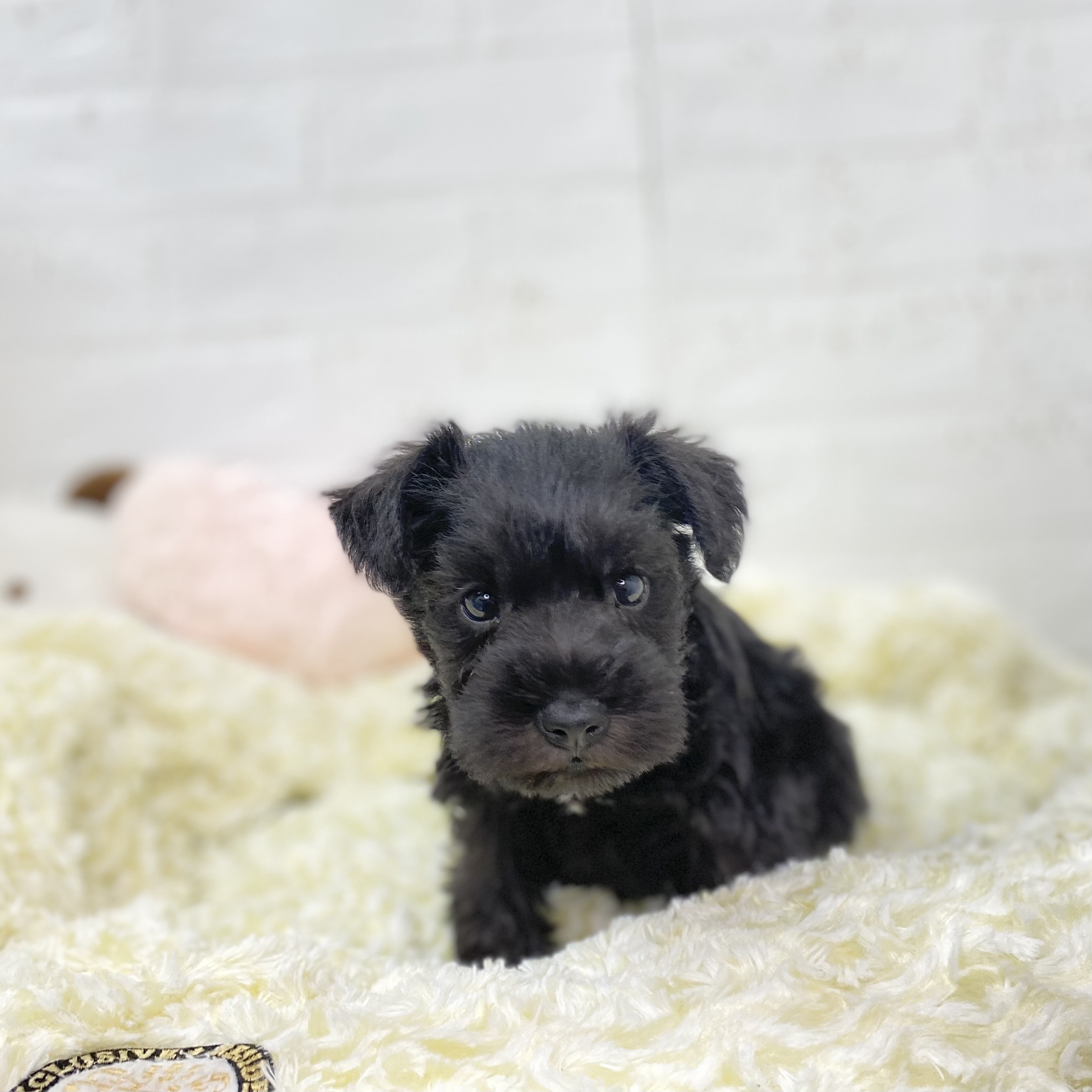 長野県のミニチュアシュナウザー (犬の家＆猫の里長野店/2025年9月23日生まれ/男の子/ブラックホワイト)の子犬の2枚目の画像