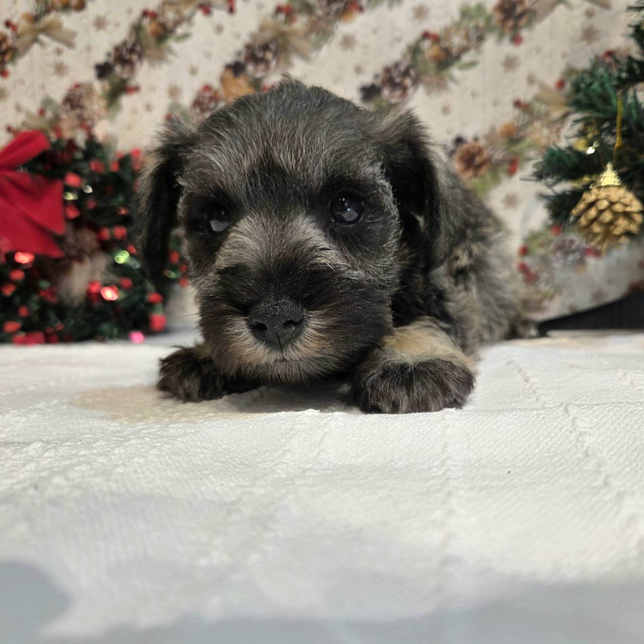 長野県のミニチュアシュナウザー (犬の家＆猫の里カインズ梓川店/2025年9月23日生まれ/男の子/ソルトペッパー)の子犬の2枚目の画像