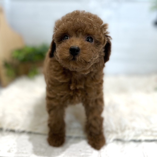 愛知県のトイプードル(トイ) (犬の家＆猫の里豊田店/2025年9月22日生まれ/男の子/レッド)の子犬の2枚目の画像