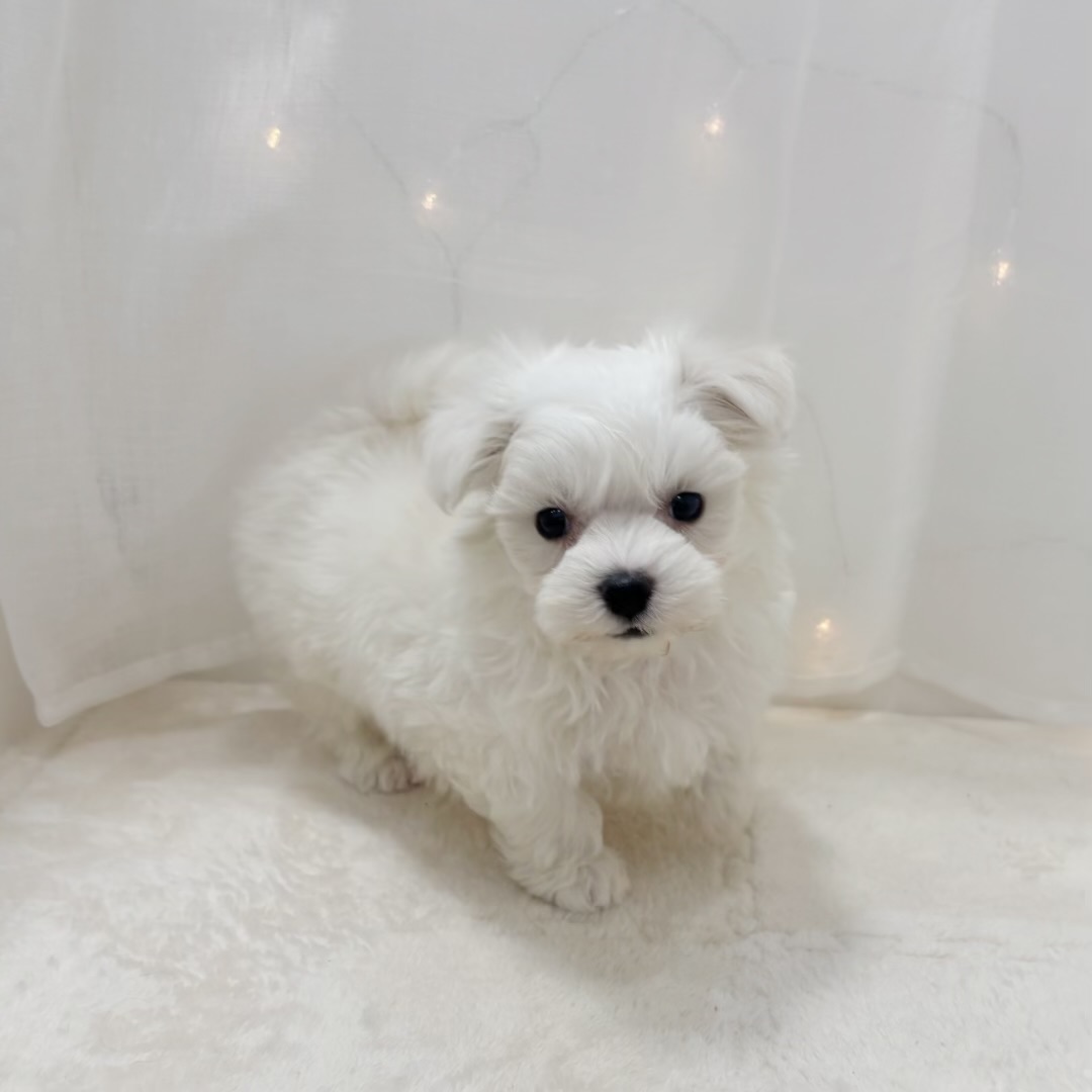 千葉県のマルチーズ (犬の家＆猫の里BIGHOPガーデンモール印西店/2025年9月23日生まれ/男の子/ホワイト)の子犬の2枚目の画像