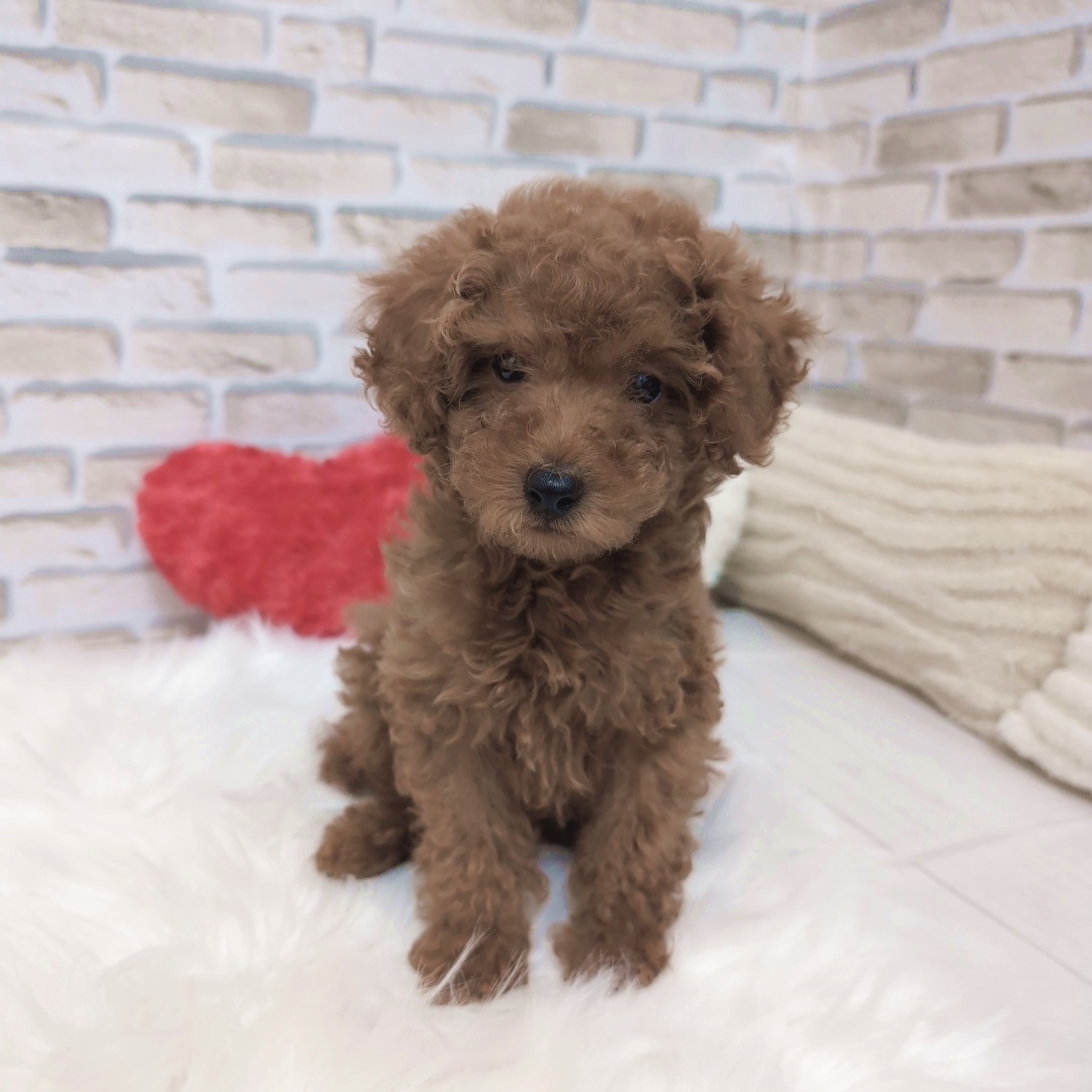 神奈川県のトイプードル(トイ) (犬の家＆猫の里モザイクモール港北店/2025年9月22日生まれ/男の子/レッド)の子犬の1枚目の画像