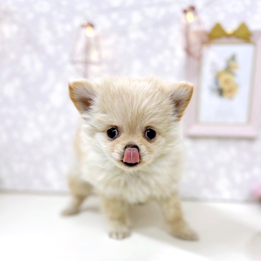 富山県のポメチワ/チワポメ/ポメチー(ポメラニアン×チワワ) (犬の家＆猫の里アミーゴ高岡蓮花寺店/2025年9月20日生まれ/女の子/クリーム)の子犬の2枚目の画像