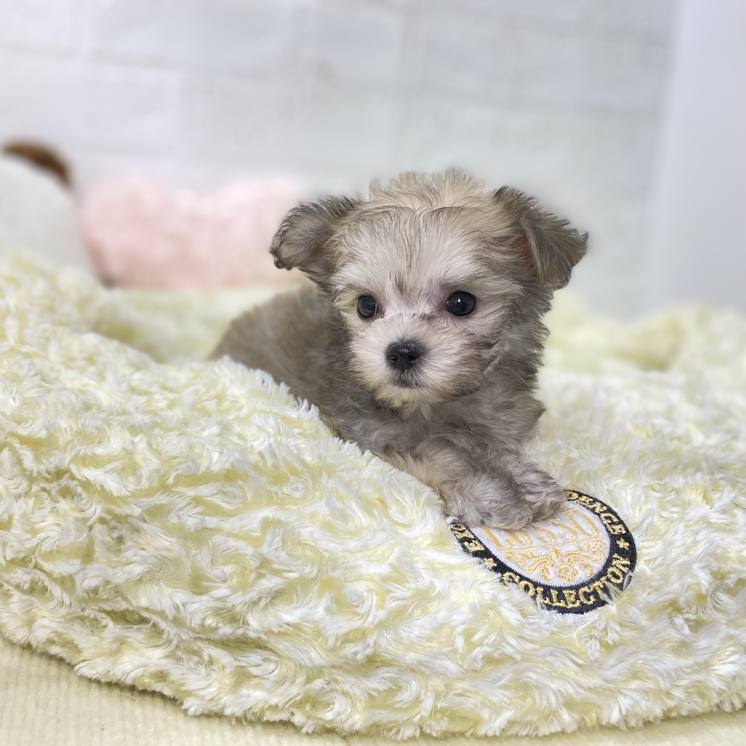 長野県のチワマル/マルチワ(チワワ×マルチーズ) (犬の家＆猫の里長野店/2025年9月22日生まれ/男の子/フォーンホワイト)の子犬の2枚目の画像