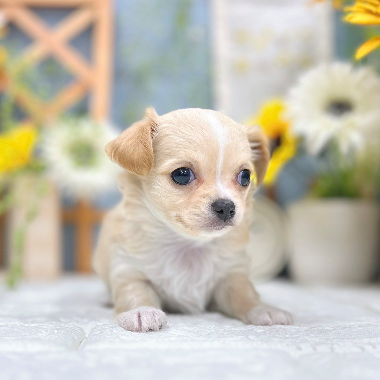 千葉県のチワワ(ロング) (犬の家＆猫の里ワンズモール稲毛店/2025年9月21日生まれ/女の子/クリームホワイト)の子犬の2枚目の画像
