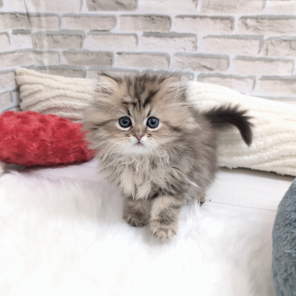 ペルシャ男の子の写真