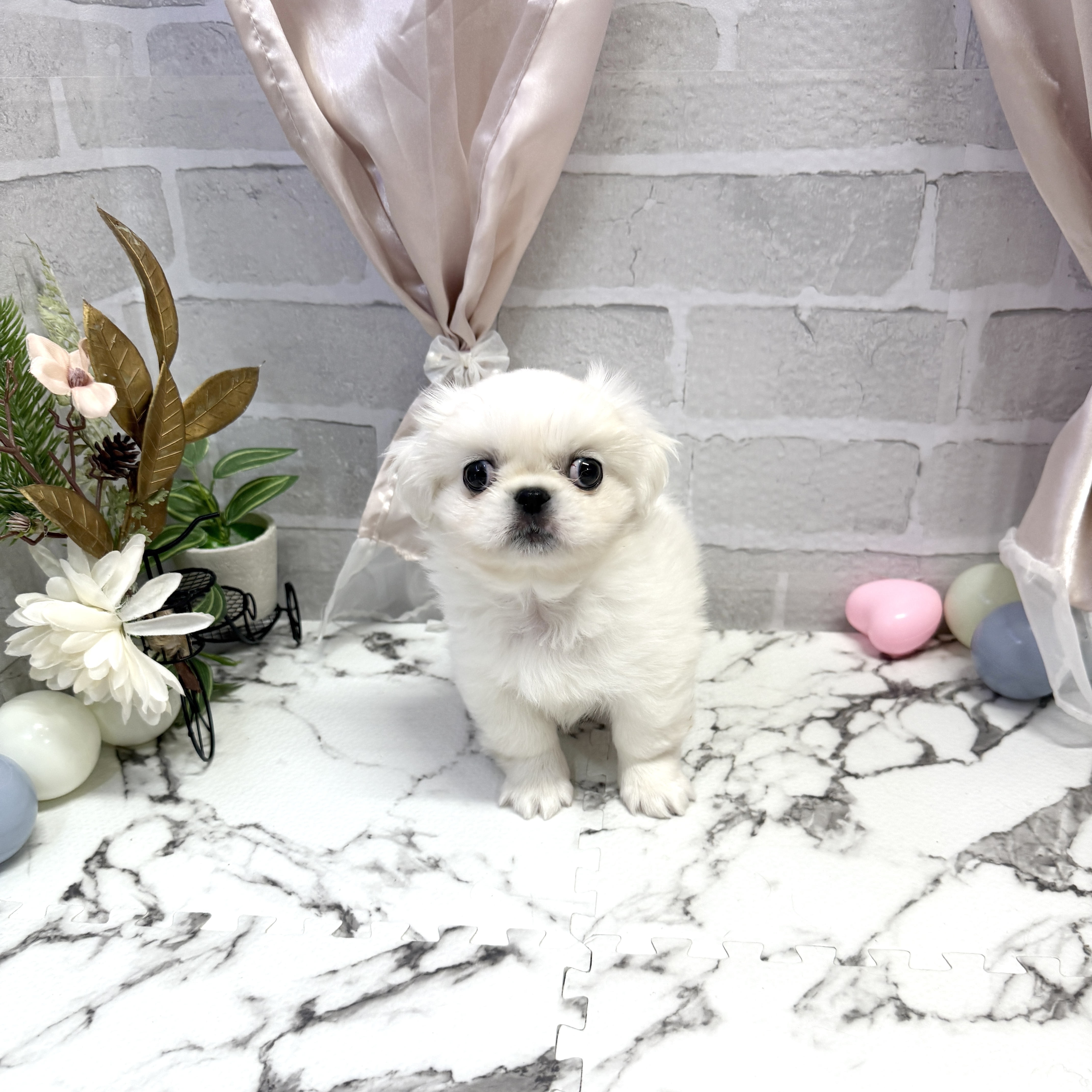 愛知県のペキニーズ (犬の家＆猫の里岡崎店/2025年9月22日生まれ/男の子/ホワイト)の子犬の2枚目の画像