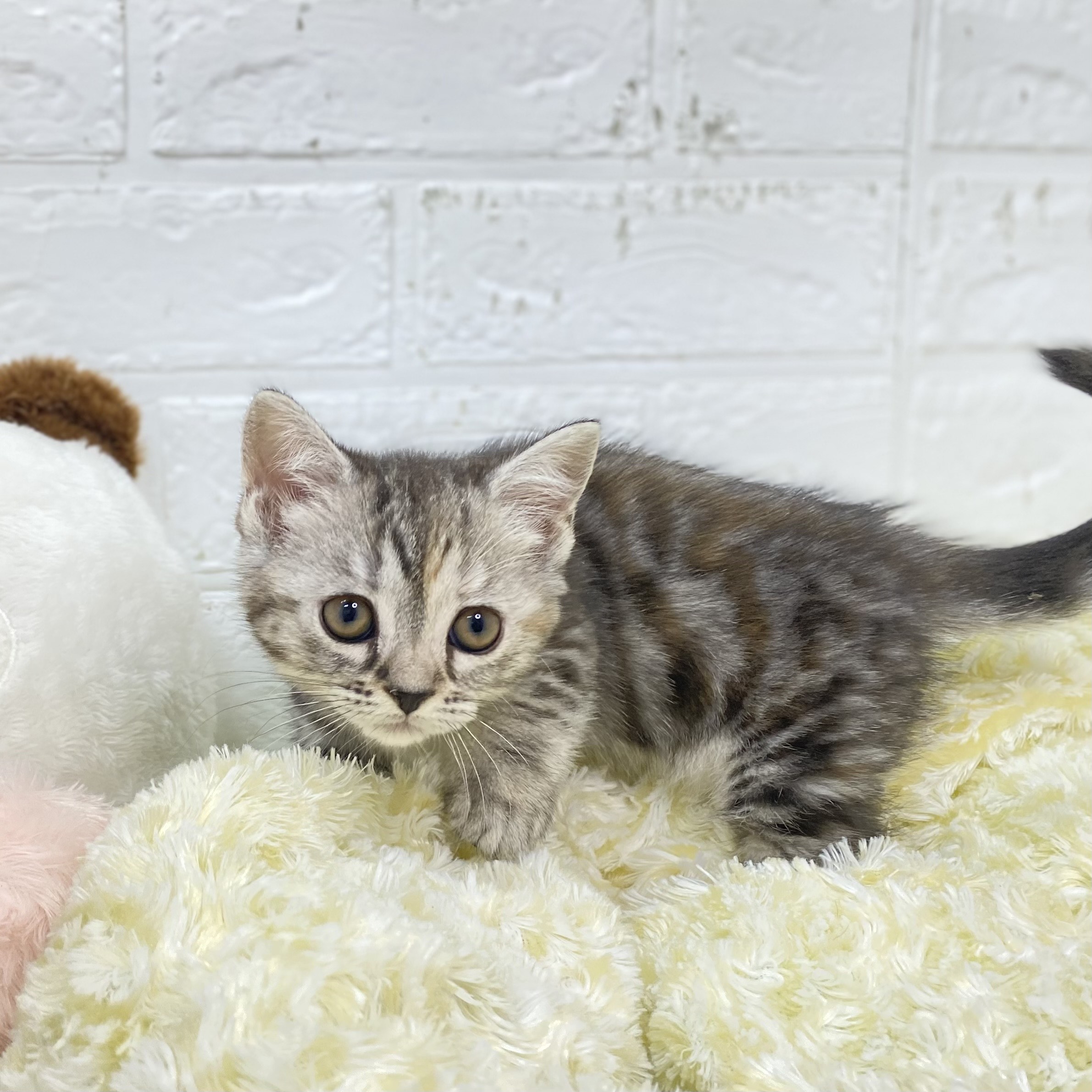 長野県のマンチカン (犬の家＆猫の里長野店/2025年9月23日生まれ/女の子/シルバーパッチドタビー)の子猫の2枚目の画像