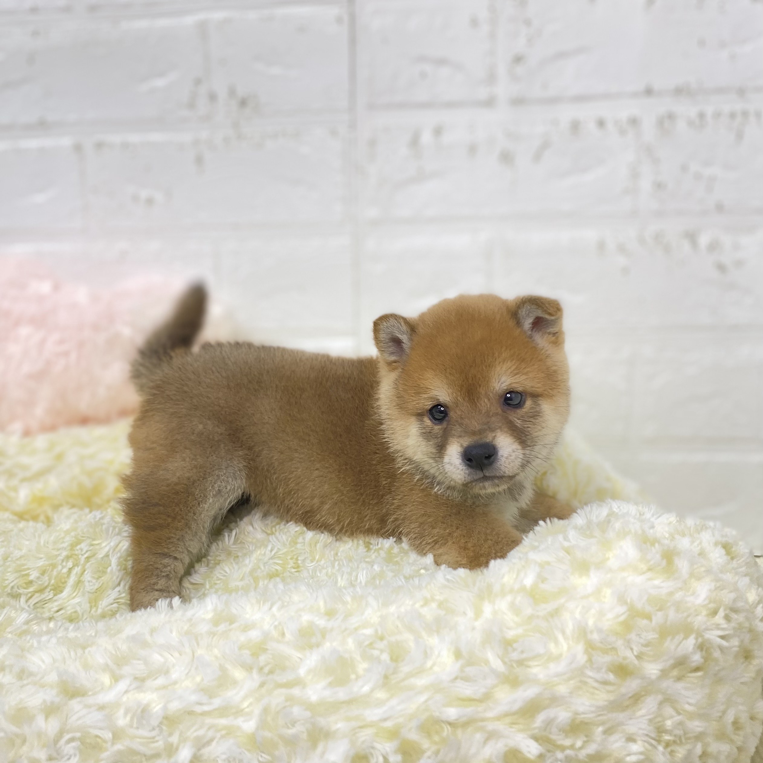 長野県の豆柴 (犬の家＆猫の里長野店/2025年9月23日生まれ/男の子/赤)の子犬の2枚目の画像