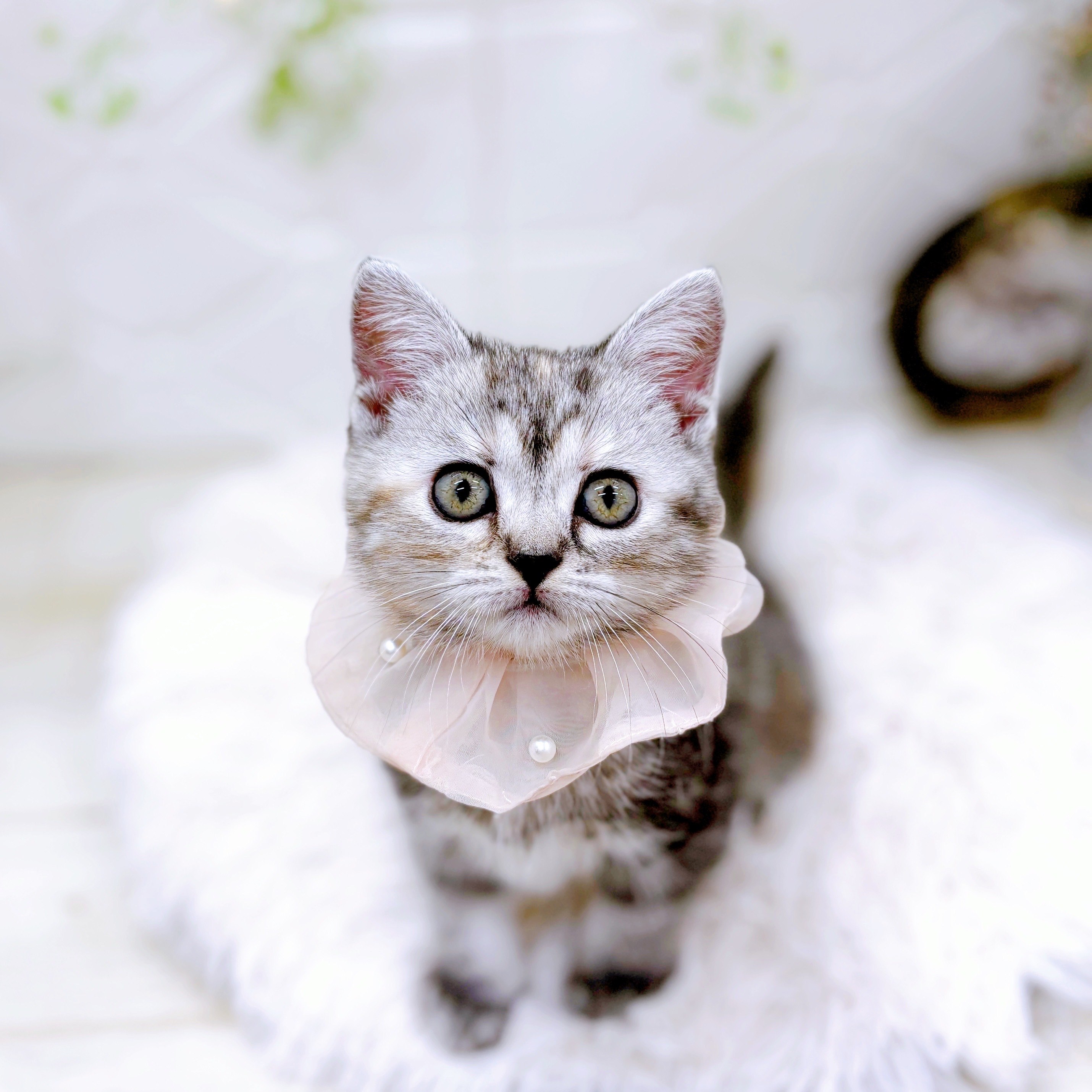 福井県のアメリカンショートヘアー (犬の家＆猫の里アミーゴ福井店/2025年9月21日生まれ/女の子/シルバーパッチドタビー)の子猫