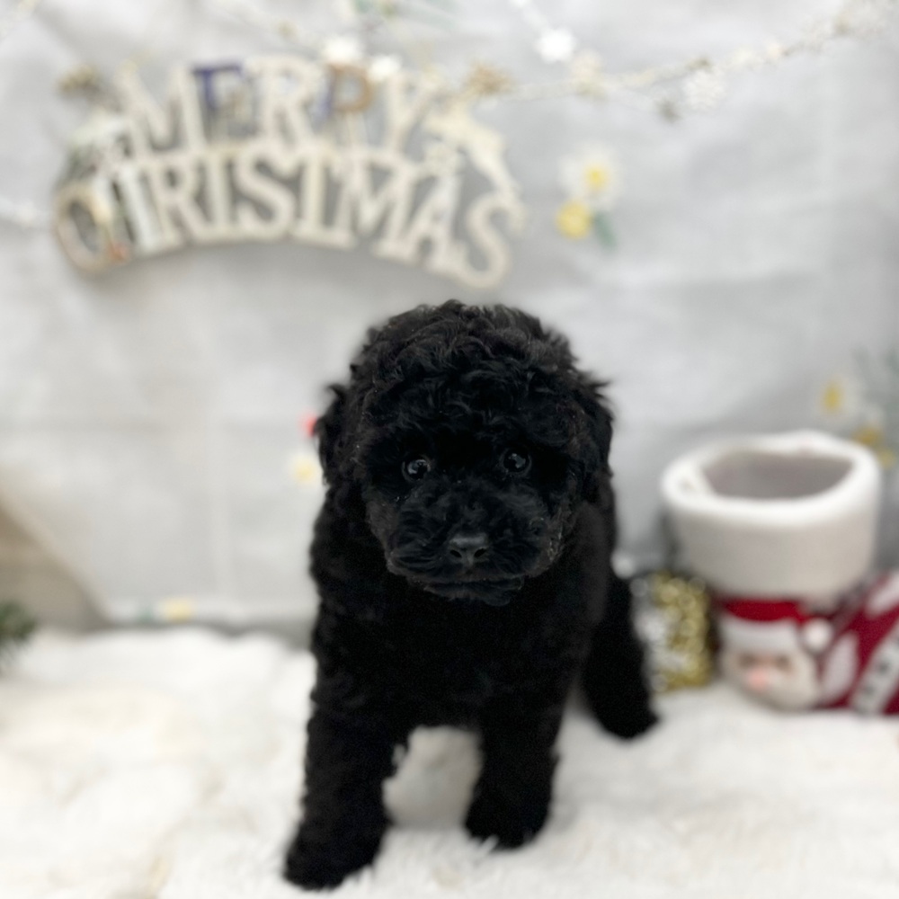 トイプードル男の子の写真