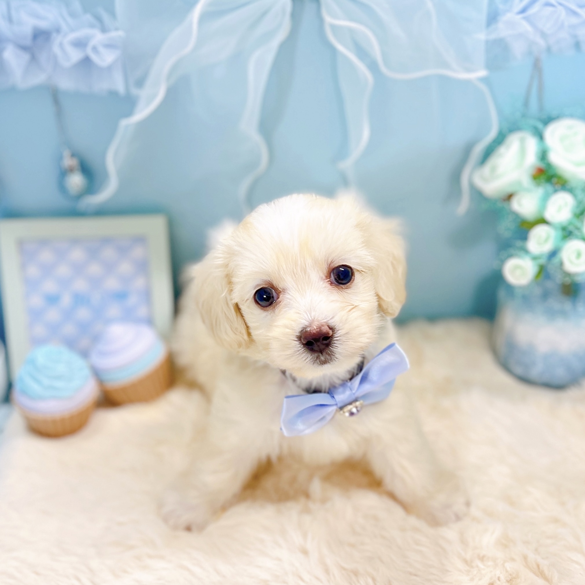 福井県のマルックス(マルチーズ×ダックス) (犬の家＆猫の里アミーゴ福井大和田店/2025年9月21日生まれ/男の子/クリーム)の子犬の2枚目の画像