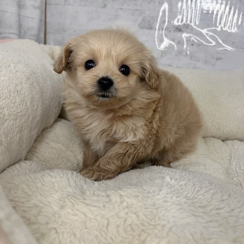 長野県のポメプー(ポメラニアン×プードル) (犬の家＆猫の里塩尻店/2025年9月22日生まれ/男の子/アプリコット)の子犬の2枚目の画像