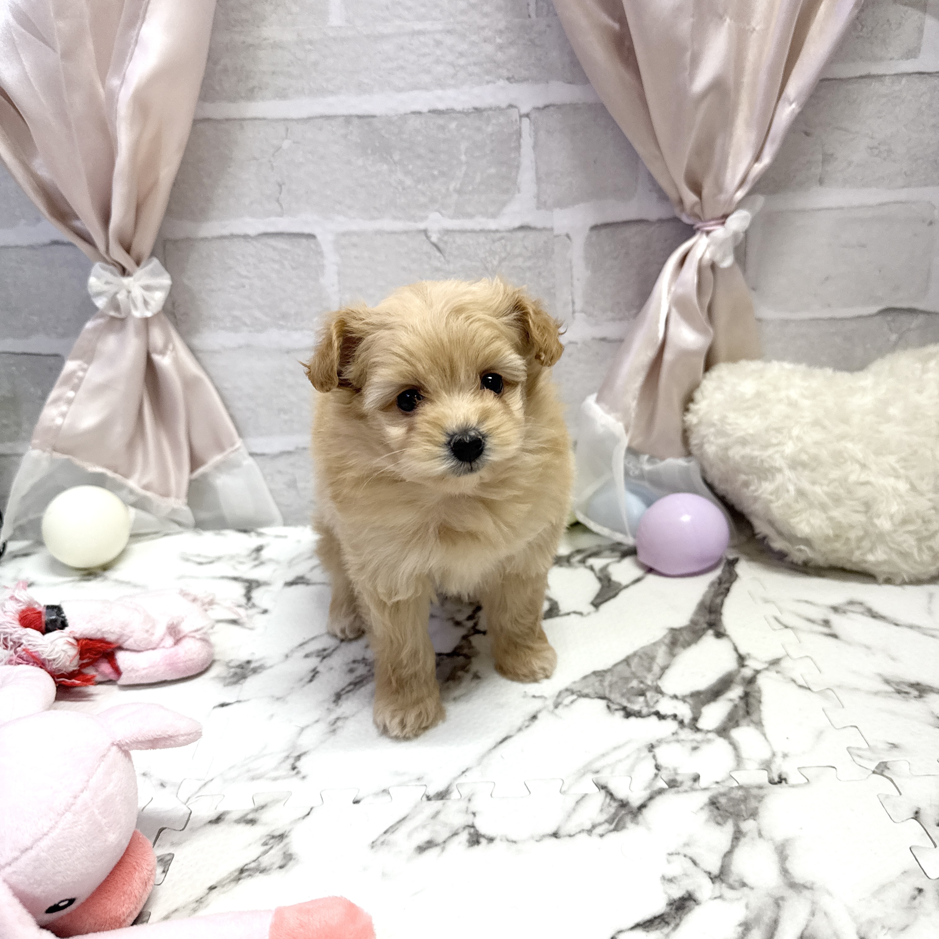 愛知県のポメプー(ポメラニアン×プードル) (犬の家＆猫の里岡崎店/2025年9月22日生まれ/女の子/アプリコット)の子犬の2枚目の画像