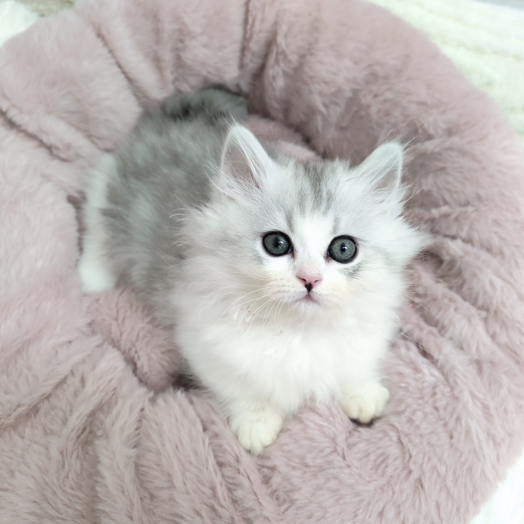 神奈川県のミヌエット (犬の家＆猫の里モザイクモール港北店/2025年9月22日生まれ/女の子/シルバータビーホワイト)の子猫の1枚目の画像