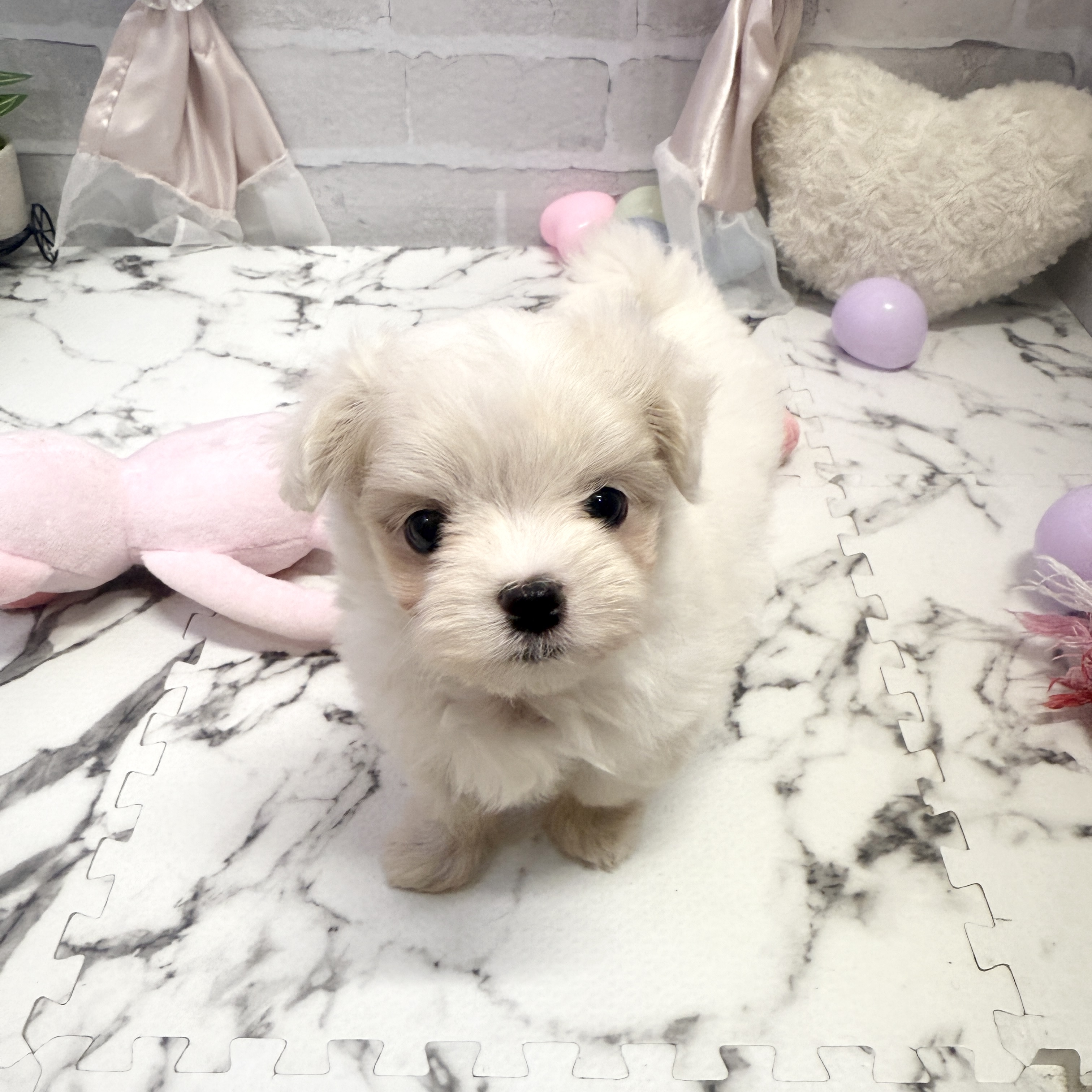 愛知県のマルチーズ (犬の家＆猫の里岡崎店/2025年9月23日生まれ/女の子/ホワイト)の子犬の2枚目の画像