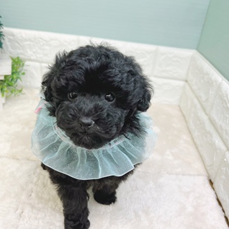 静岡県のトイプードル(トイ) (犬の家＆猫の里マークイズ静岡店/2025年9月22日生まれ/女の子/ブラック)の子犬の2枚目の画像
