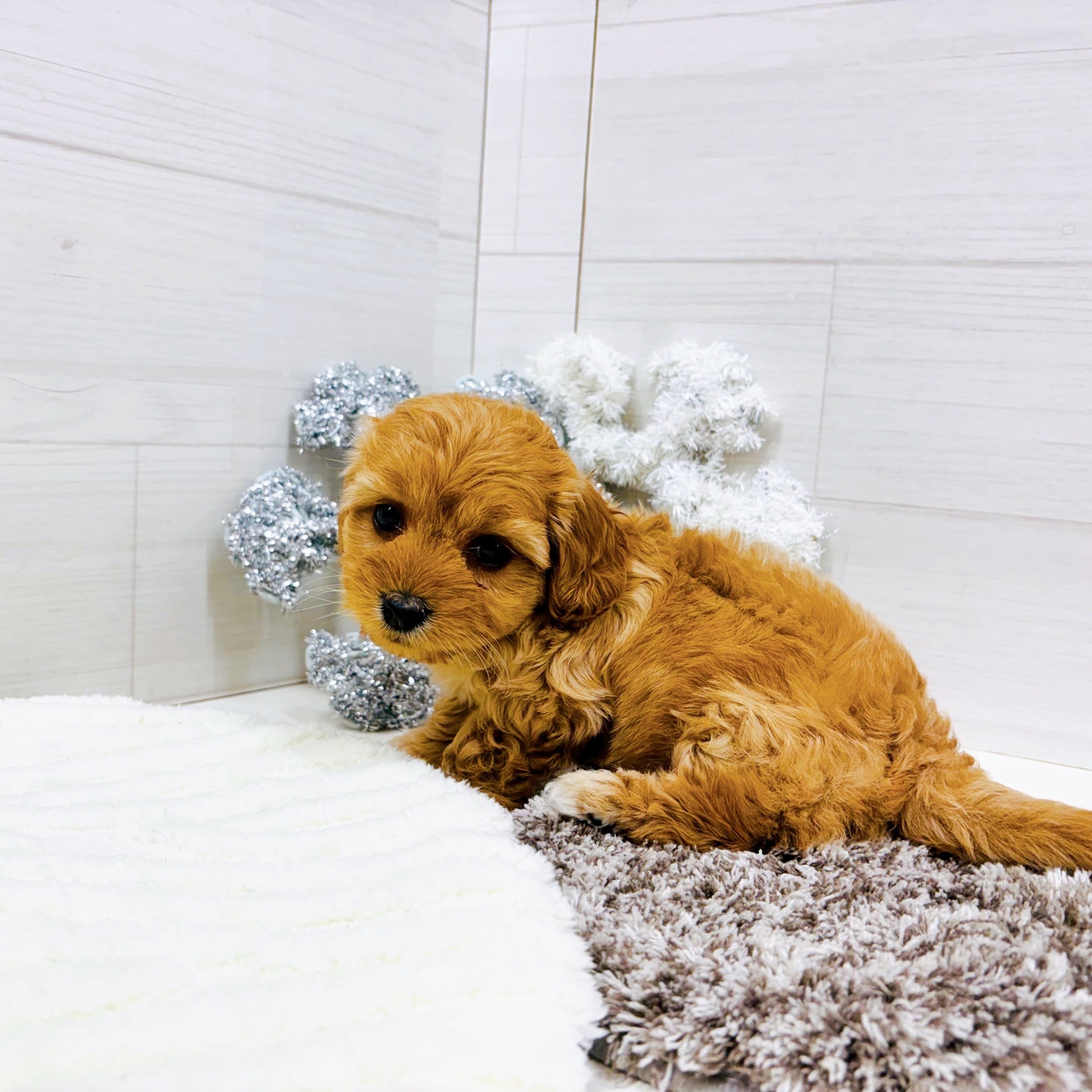 石川県のダップー(ダックス×プードル) (犬の家＆猫の里アミーゴ金沢おこばた店/2025年9月22日生まれ/女の子/アプリコット)の子犬の2枚目の画像