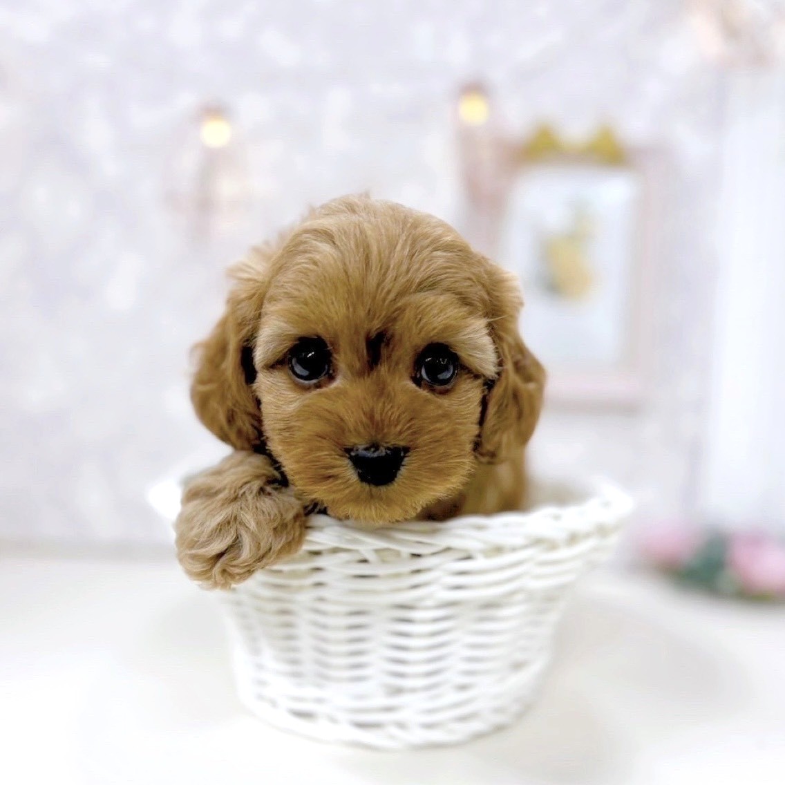 富山県のダップー(ダックス×プードル) (犬の家＆猫の里アミーゴ高岡蓮花寺店/2025年9月22日生まれ/男の子/アプリコット)の子犬の2枚目の画像