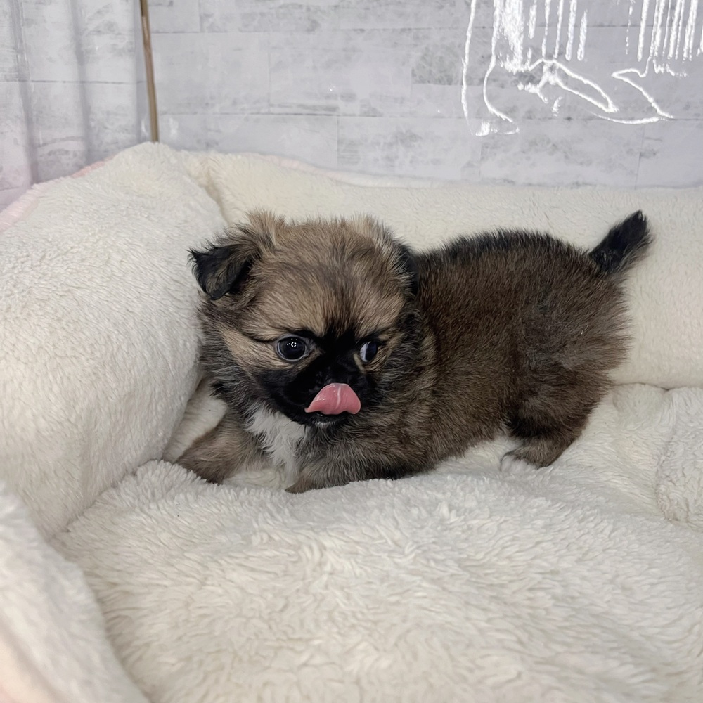 長野県のチワペキ/ペキチー/ペキチワ(チワワ×ペキニーズ) (犬の家＆猫の里塩尻店/2025年9月22日生まれ/女の子/フォーンホワイト)の子犬の2枚目の画像