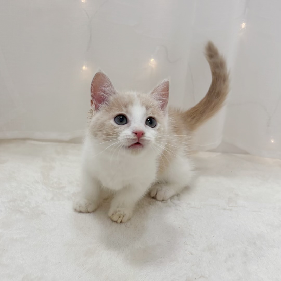 千葉県のマンチカン (犬の家＆猫の里BIGHOPガーデンモール印西店/2025年9月20日生まれ/女の子/クリームタビーホワイト)の子猫の1枚目の画像