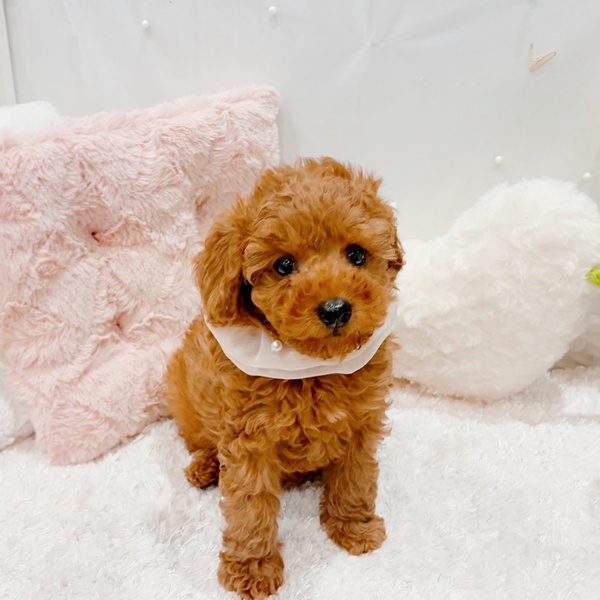 福井県のトイプードル(トイ) (犬の家＆猫の里福井店/2025年9月23日生まれ/女の子/レッド)の子犬の2枚目の画像