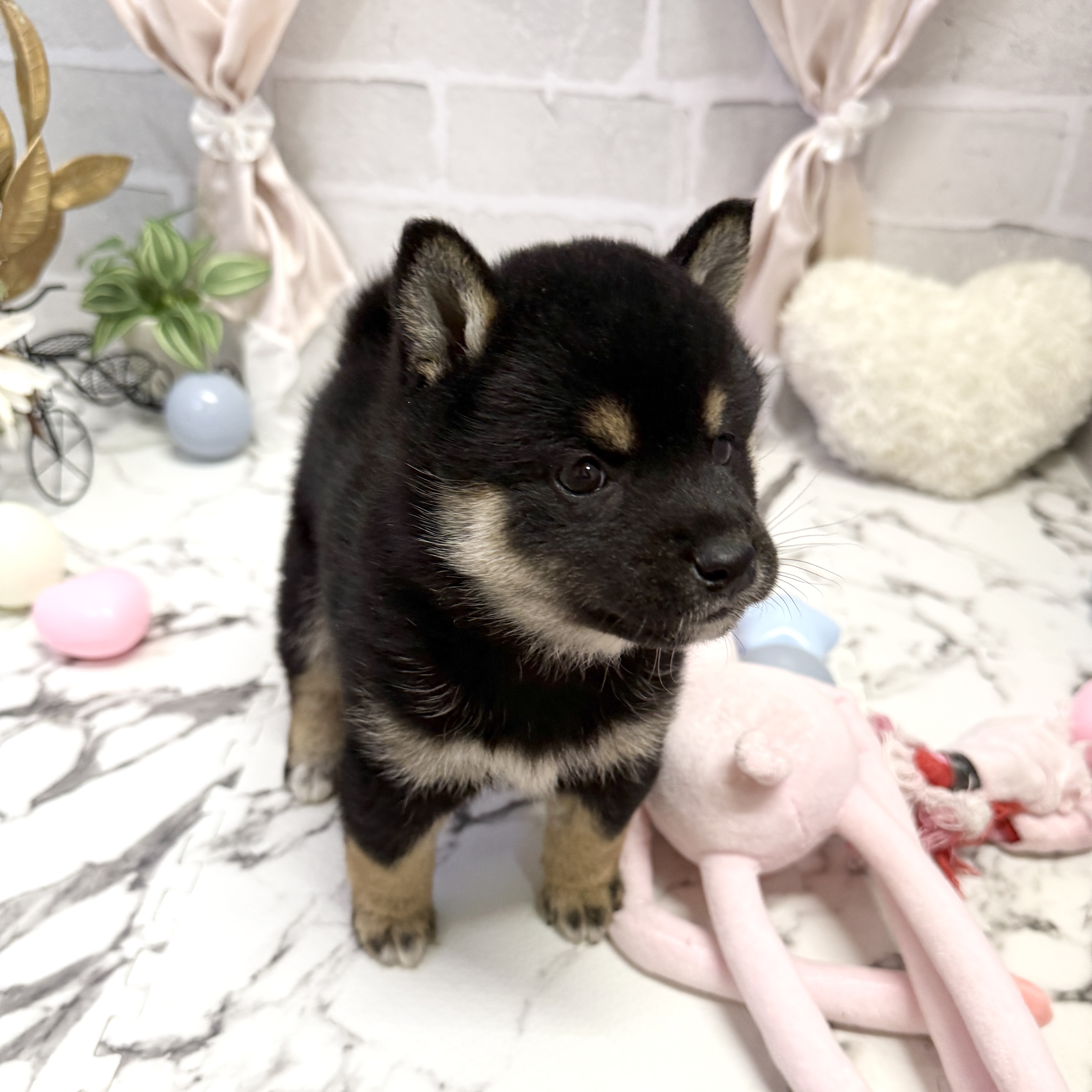 愛知県の柴犬(標準サイズ) (犬の家＆猫の里岡崎店/2025年9月23日生まれ/女の子/黒)の子犬の2枚目の画像