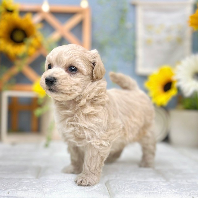 千葉県のマルプー(マルチーズ×プードル) (犬の家＆猫の里ワンズモール稲毛店/2025年9月22日生まれ/男の子/アプリコット)の子犬の2枚目の画像