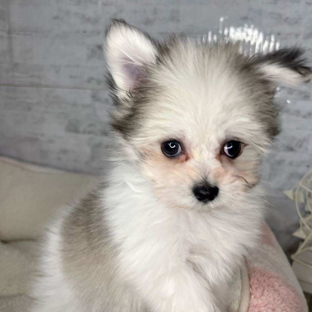 長野県のポメマル/マルポメ(ポメラニアン×マルチーズ) (犬の家＆猫の里塩尻店/2025年9月22日生まれ/男の子/パーティーカラー)の子犬の2枚目の画像