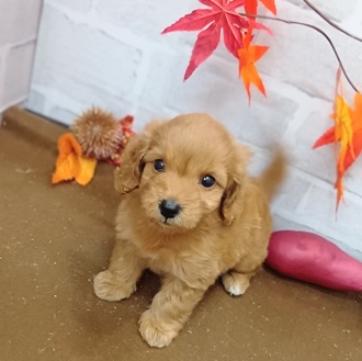 静岡県のダップー(ダックス×プードル) (犬の家＆猫の里プレ葉ウォーク浜北店/2025年9月21日生まれ/女の子/レッド)の子犬の2枚目の画像