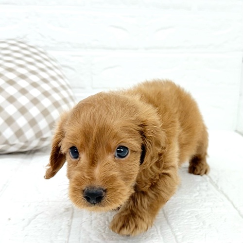 愛知県のダップー(ダックス×プードル) (犬の家＆猫の里豊川インター店/2025年9月21日生まれ/男の子/レッド)の子犬の1枚目の画像