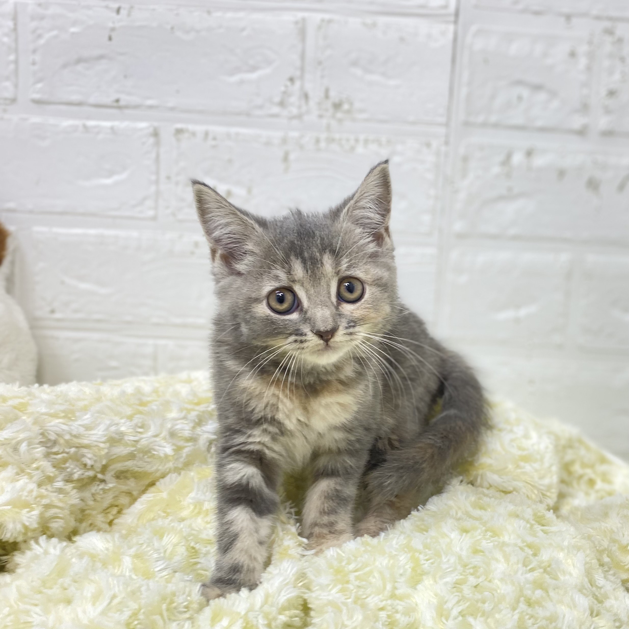長野県のスコティッシュストレート (犬の家＆猫の里長野店/2025年9月23日生まれ/女の子/ブルーパッチドタビー)の子猫の1枚目の画像