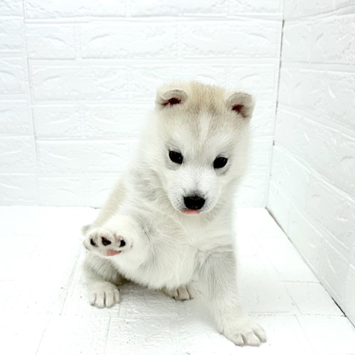 愛知県のシベリアンハスキー (犬の家＆猫の里豊川インター店/2025年9月22日生まれ/女の子/シルバーホワイト)の子犬の1枚目の画像