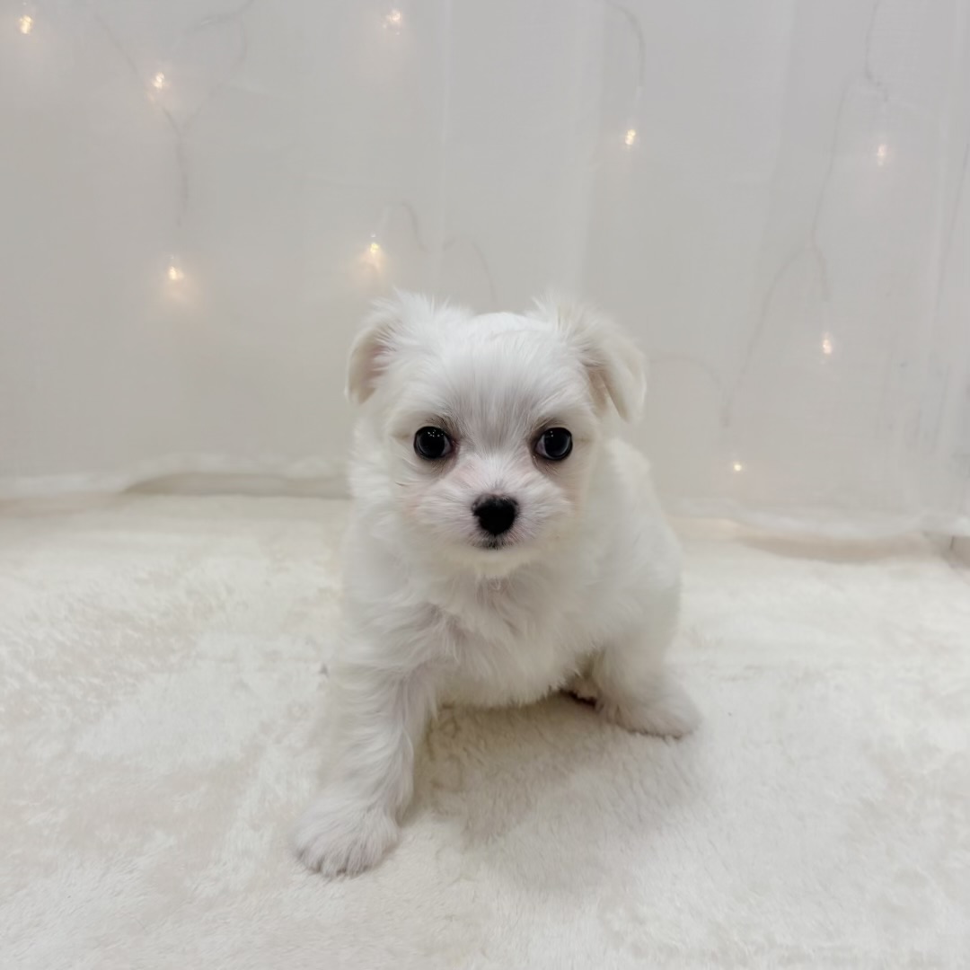 ハーフ犬女の子の写真