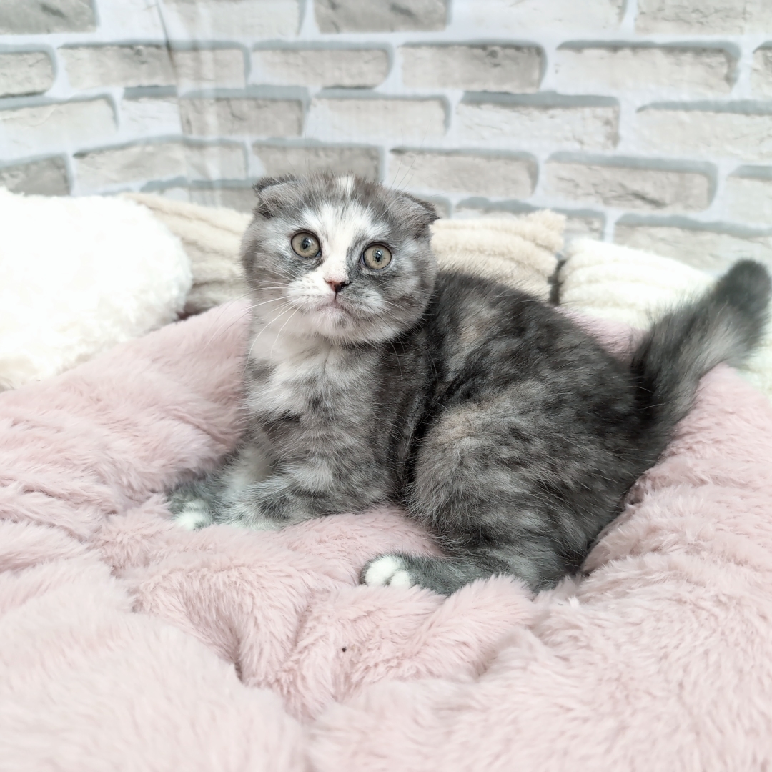 神奈川県のスコティッシュフォールド (犬の家＆猫の里モザイクモール港北店/2025年9月21日生まれ/女の子/シルバーパッチドタビー)の子猫の1枚目の画像