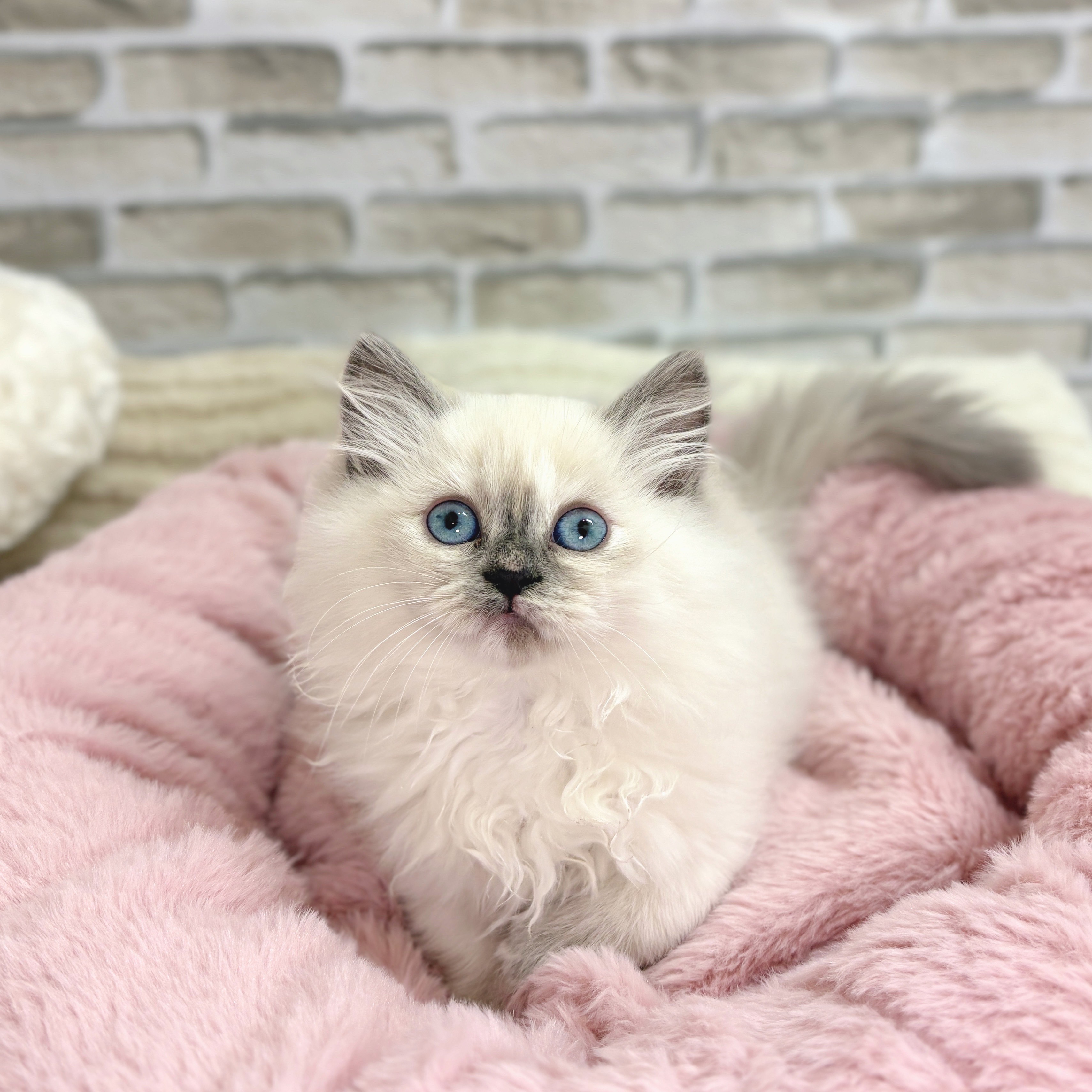 サイベリアン女の子の写真