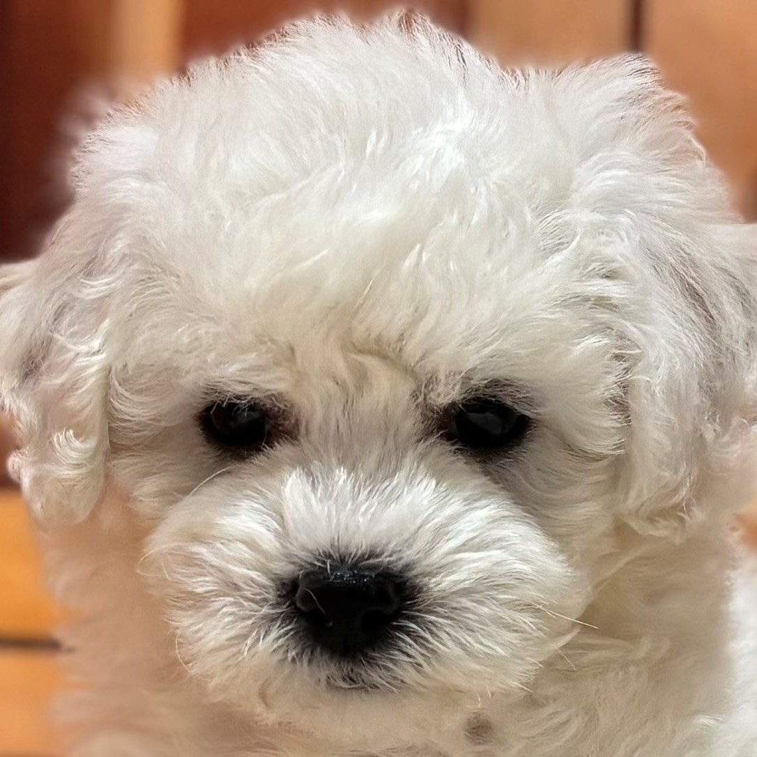 福岡県のビションフリーゼ (犬の家＆猫の里トリアス久山店/2025年9月23日生まれ/男の子/ホワイト)の子犬の1枚目の画像